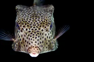 Boxfish: Shortsnout Boxfish - on night dive