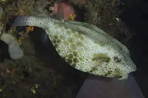 Boxfish: Shortsnout Boxfish - Night dive, TK1 dive site