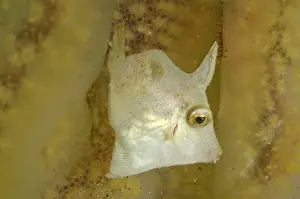 Tunicate: Shortsnout Filefish inside tunicates Aer Bajo dive