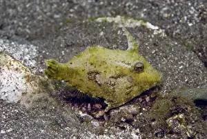 Silty: Shortsnout filefish - Found in protected habitats