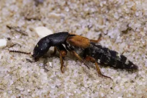 Stercorarius: Shortwing Platydracus stercorarius sitting on sa