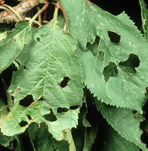Bacterial: Shot or bacterial canker