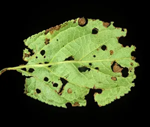 Plum: Shot-hole Disease