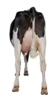 Prim: Back shot of a Holstein cow in the studio