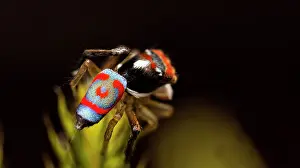 Splendens: A shot of the rear of a Male Maratus splendens as