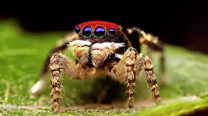 Maratus: Shot shows the bright red coloured scales on the