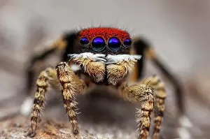 Maratus: Shot shows the bright red coloured scales on the