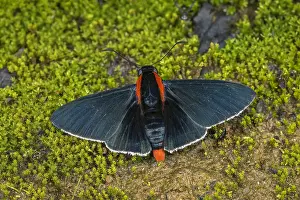 Skipper: Shoulder-streaked Firetip (Pyrrhopyge papius) Skipper