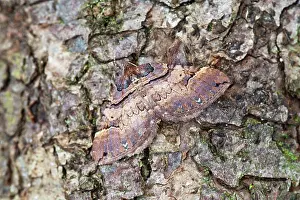 Shoulder: Shoulder-stripe - on tree trunk