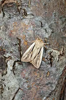 Comma: Shoulder-striped Wainscot