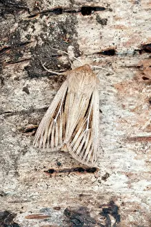Puzzle: Shoulder-striped Wainscot Moth - On trunk of birch tree