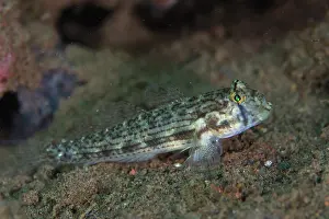 Seraya: Shoulderspot Goby - Batu Niti dive site, Seraya, Karangasem