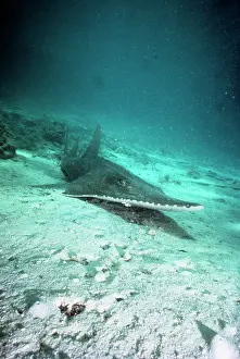 Guitar: Shovel Nose RAY / Giant Guitar Fish