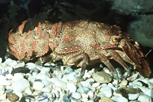 Lobster: SHOVEL-NOSED LOBSTER / Moreton Bay Bug