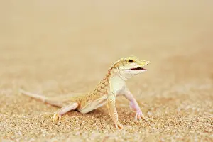 Michele Menegon: Shovel-snouted Lizard