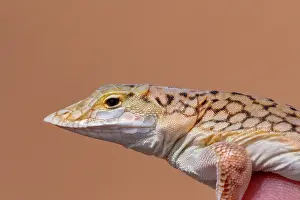 Lacertidae: SHOVEL SNOUTED LIZARD