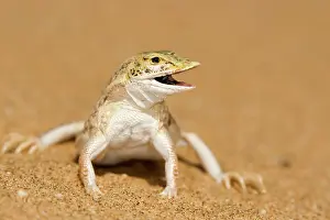 Anchietae: Shovel Snouted Lizard - Full body portrait with