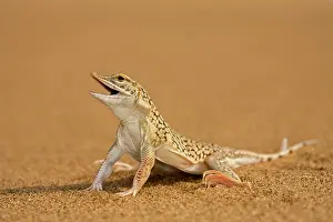 Anchietae: Shovel Snouted Lizard - Full body portrait sitting