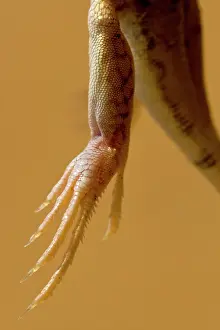 Toes: Shovel Snouted Lizard - Close up of a rear foot