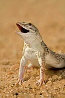 Anchietae: Shovel Snouted Lizard - Portrait of Head and front limbs