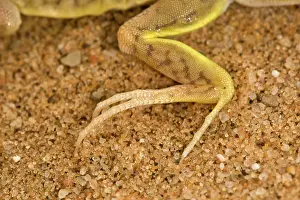 Anchietae: Shovel Snouted Lizard - Showing the rear foot with