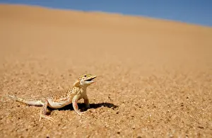 Anchietae: Shovel Snouted Lizard - Shown in its natural habitat