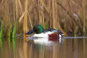 Shovelers: Shoveler