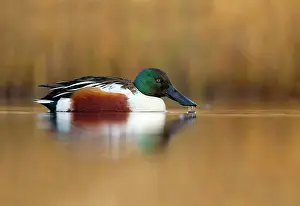Shovelers: Shoveler