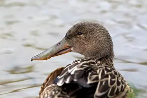 Shovelers: Shoveler