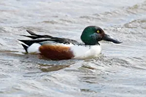 Shovelers: Shoveler - drake