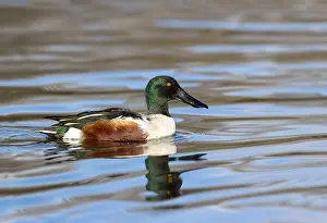 Shovelers: Shoveler - Drake - Cornwall - UK