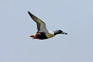 Shovelers: Shoveler - Drake in flight