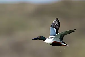 Shovelers: Shoveler - drake in flight Island of Texel, Holland