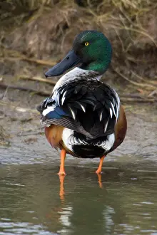 Shovelers: Shoveler - Drake preening itself