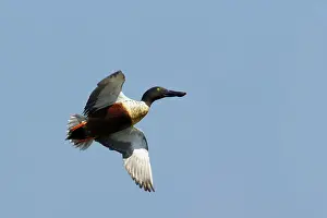 Shovelers: Shoveler - Drake taking off