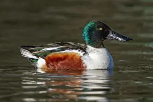 Drake: Shoveler - Drake - UK