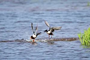 Shovelers: Shoveler - two drakes fighting on lake Island of