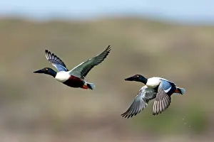 Shovelers: Shoveler - two drakes in flight Island of Texel