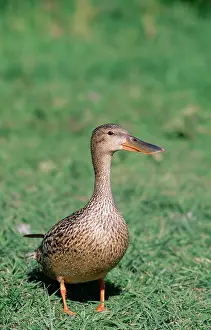 Shovelers: Shoveler DUCK - Female, on grass
