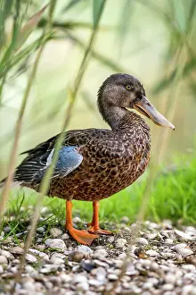 Eclipse: Shoveler Duck - Male - Eclipse Plumage - UK