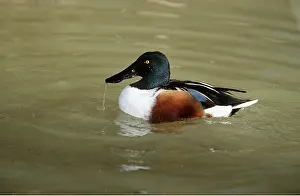 Drake: SHOVELER DUCK - on water