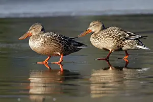 Shovelers: Shoveler Ducks - female