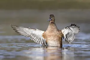 Shovelers: Shoveler - Female - Flapping - Cornwall - UK