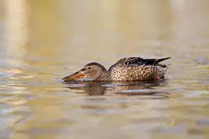Shovelers: Shoveler female in winter