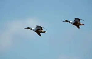 Shovelers: Shoveler - in flight