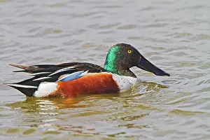 Shovelers: Shoveler - male feeding