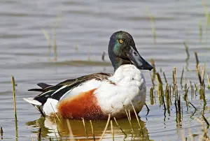 Shovelers: Shoveler - male feeding