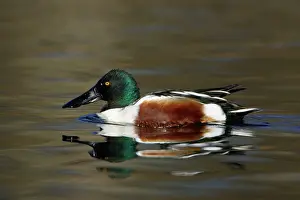 Shovelers: Shoveler - Male on lake, spring