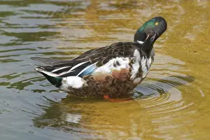 Shovelers: Shoveler - Male preening