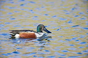 Shovelers: Shoveler - male - water